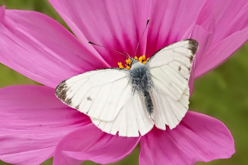 A white butterfly sits on top of a pink flower.
