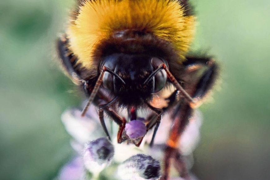 A close up of a bee on a flower.