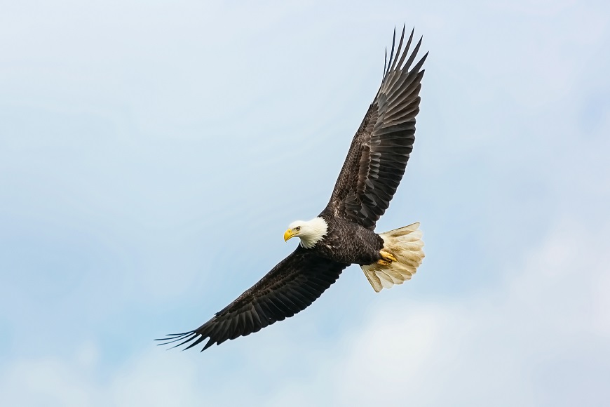 A bald eagle soaring in the sky.