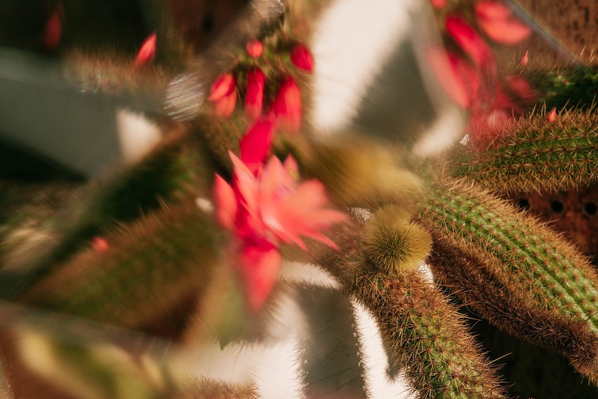A close up of a cactus plant with red flowers.