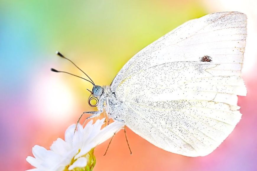 A white butterfly is sitting on top of a flower.