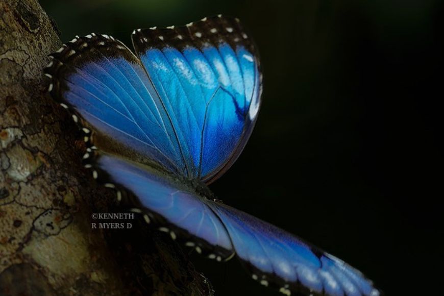 A blue butterfly resting on a tree branch.