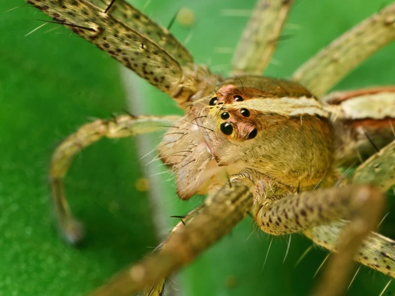 A close up of a spider on a leaf.