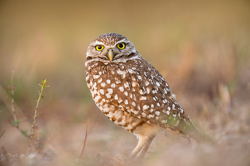 A burrowing owl is standing in a field.