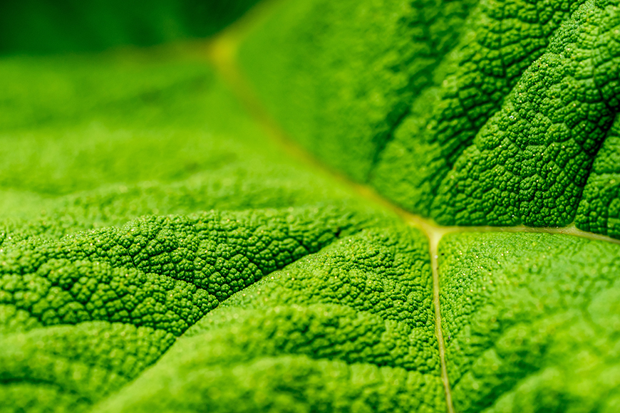 A close up image of a green leaf.