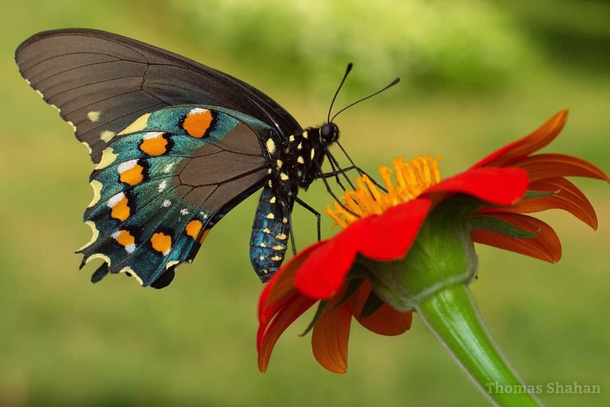 A black butterfly is sitting on a red flower.