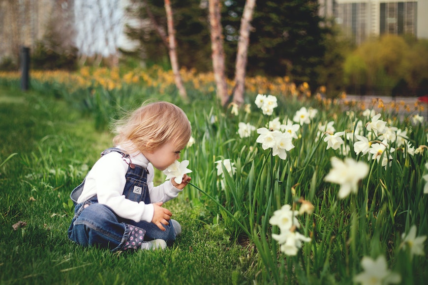 A little girl is sitting in the grass and looking at daffodils.