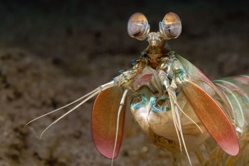 A close up of a shrimp with big eyes.