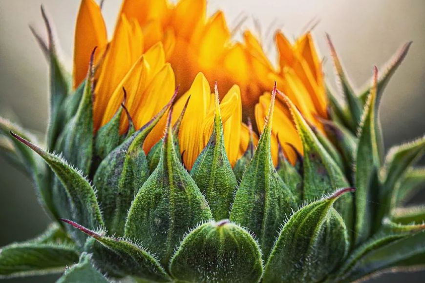Photograph - sunflower bud by sarah taylor.