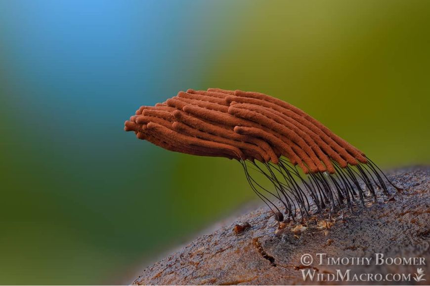 A close up of a brown fungus on top of a leaf.