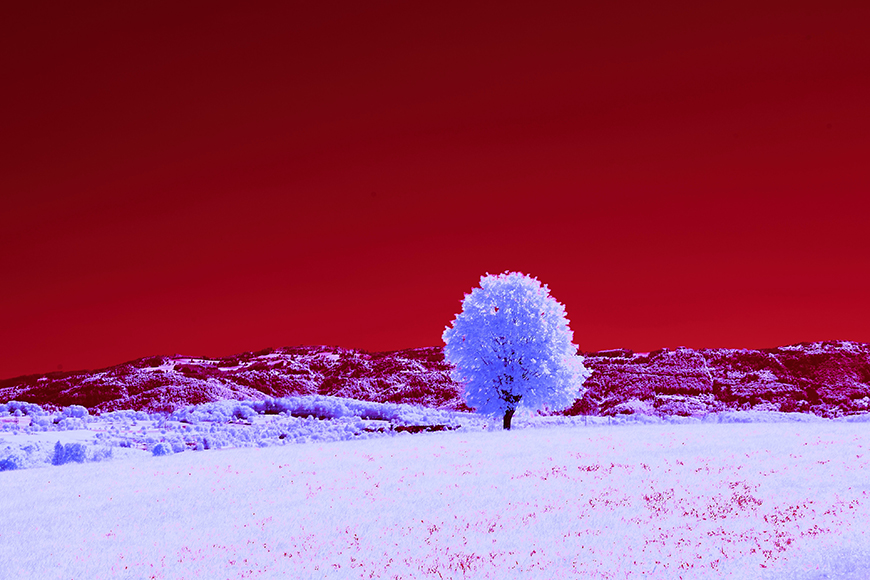 An infrared image of a tree in a snowy field.