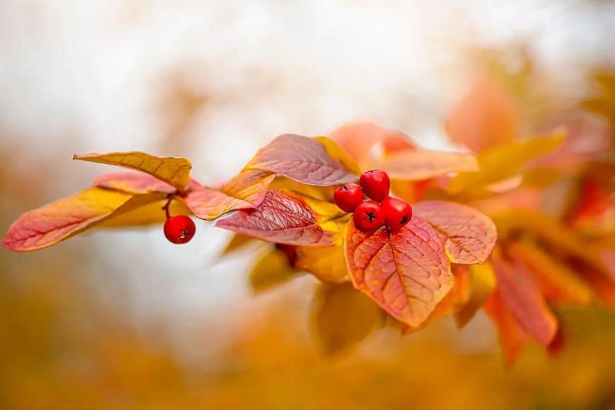 Autumn leaves and red berries on a branch.