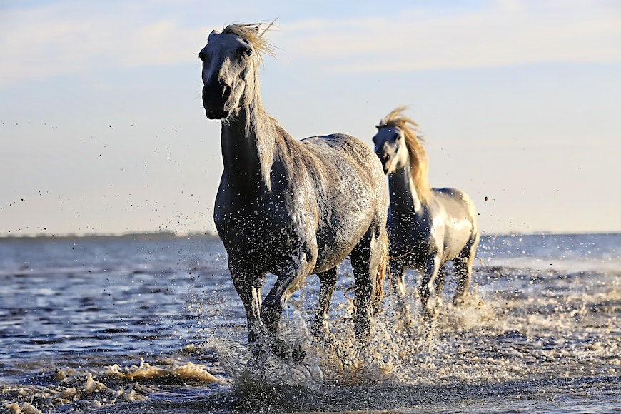Two white horses running in the water.