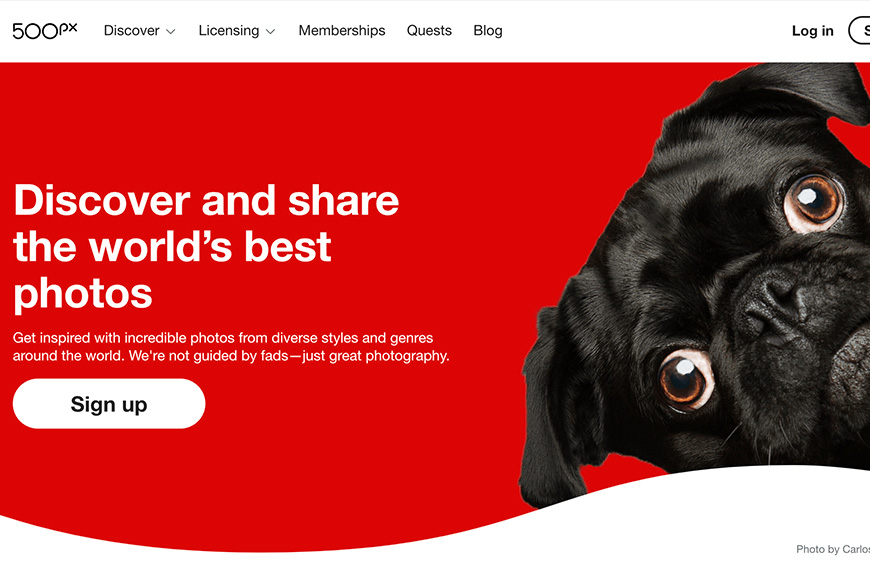 An image of a pug on a red background.