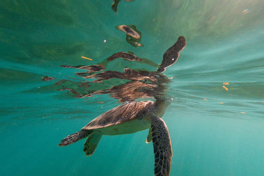 A turtle swimming in the ocean.