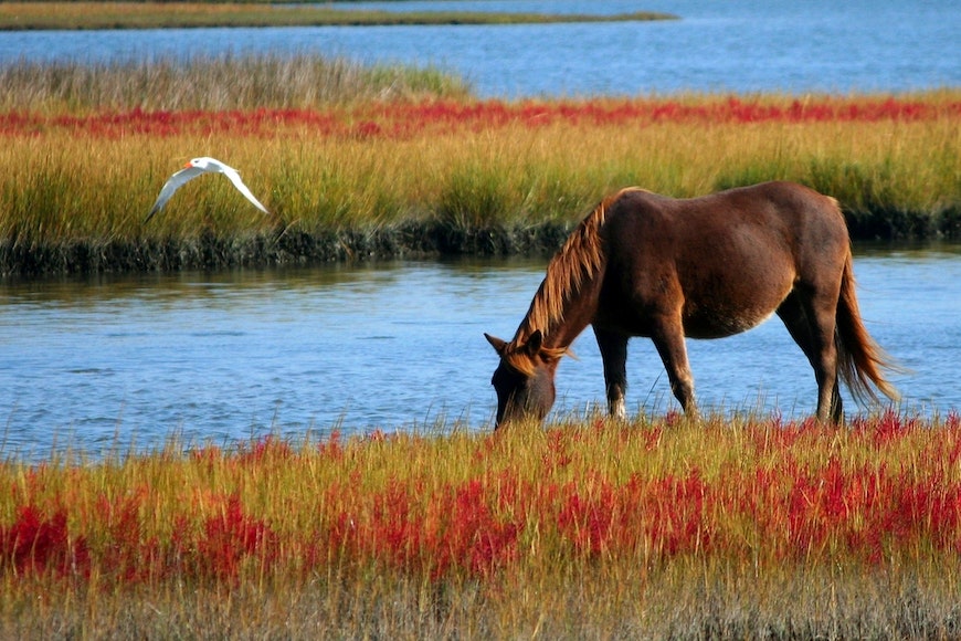 A horse is grazing in the marsh near a bird.