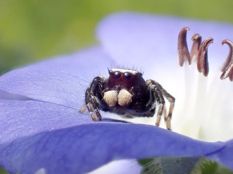 A spider sitting on top of a blue flower.
