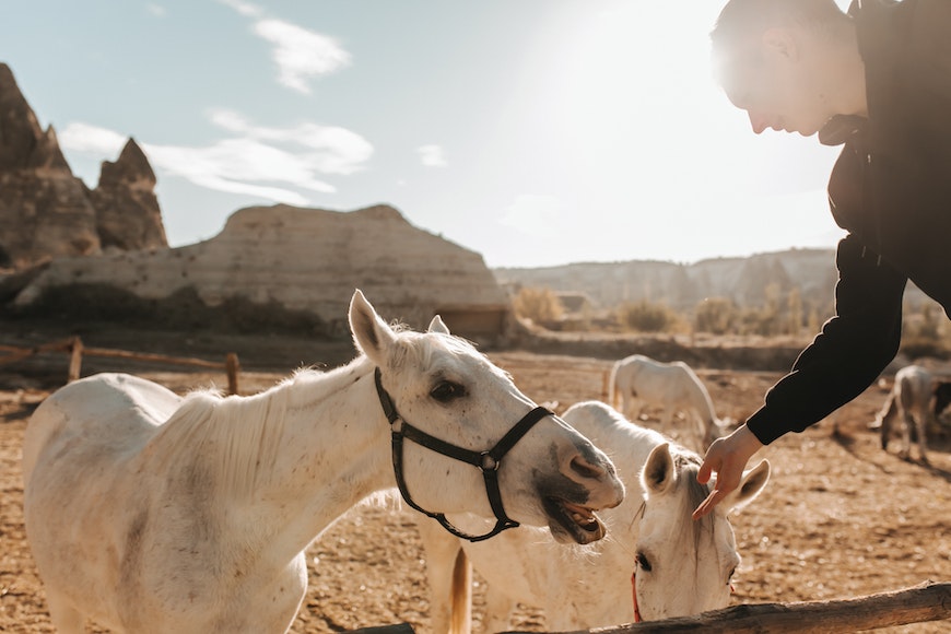 A man petting a white horse in the desert.