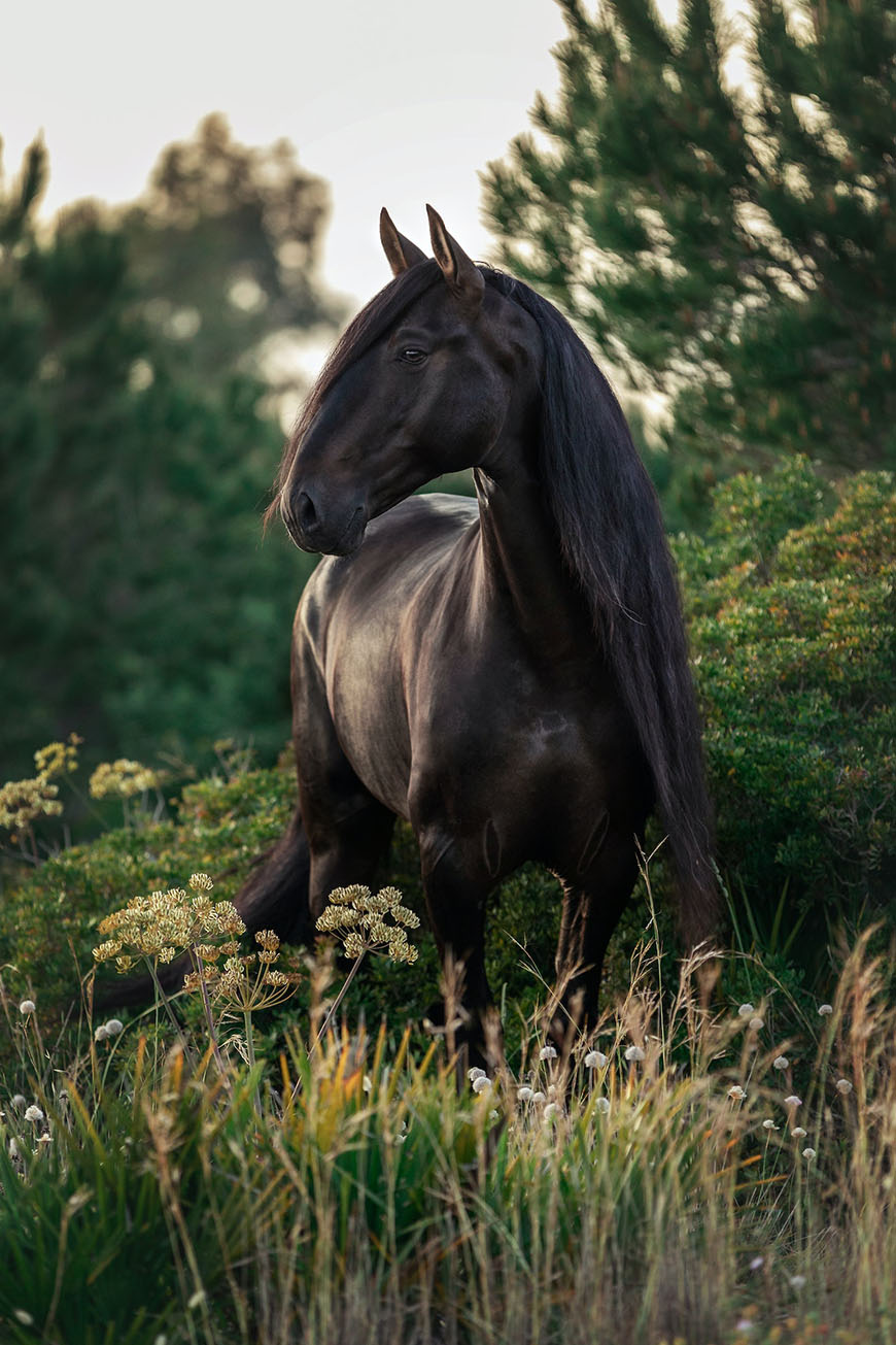 A black horse is standing in the grass.
