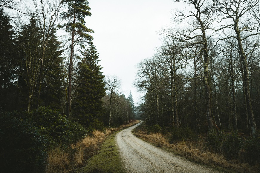 A dirt road surrounded by trees on a cloudy day.