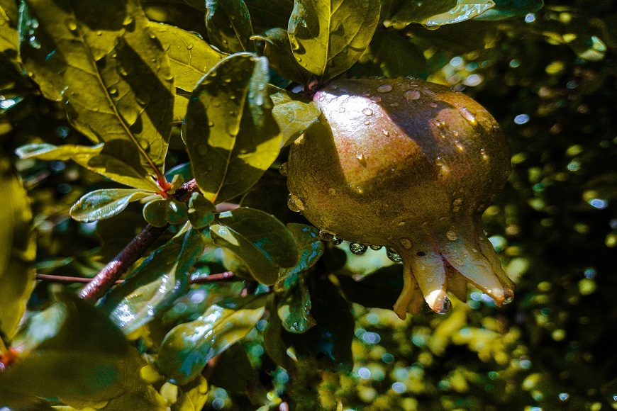 A pomegranate on a tree with water droplets on it.