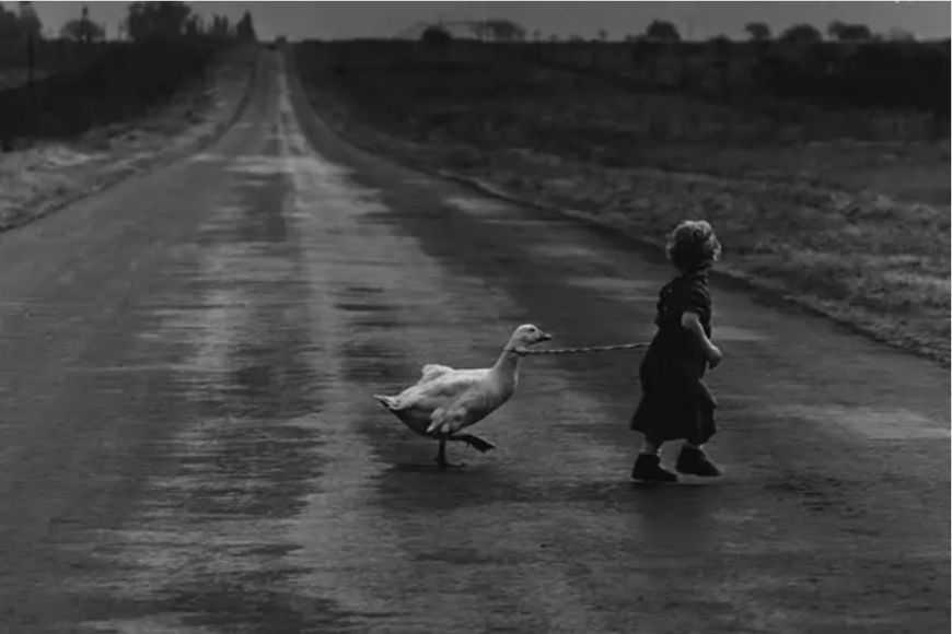 A girl walking a goose on a road.