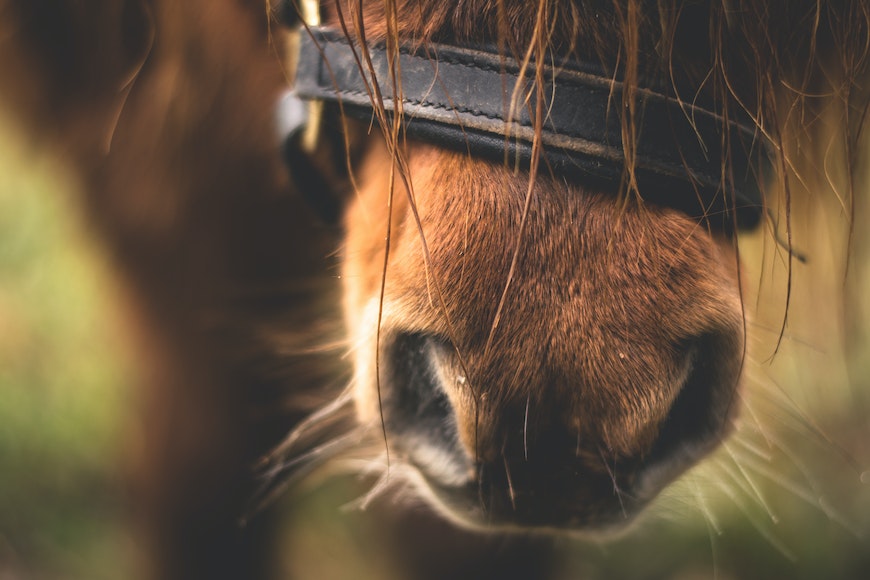 A close up of a brown horse's head.