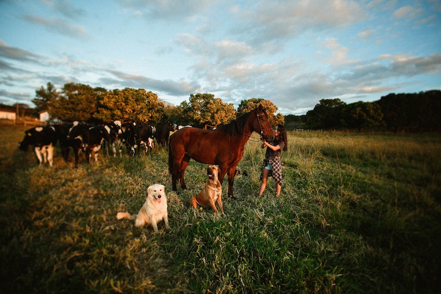 A woman and her dog standing in a field with horses and cows.