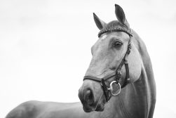 A black and white photo of a horse with a bridle.