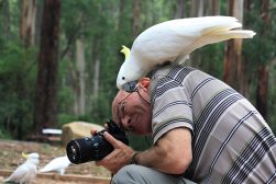 A white cockatoo on a man's shoulder.