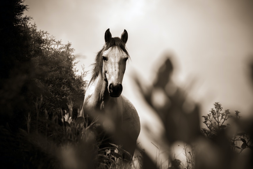 A horse is standing in the grass in a black and white photo.