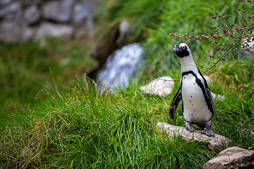 A penguin standing on grass near a waterfall.