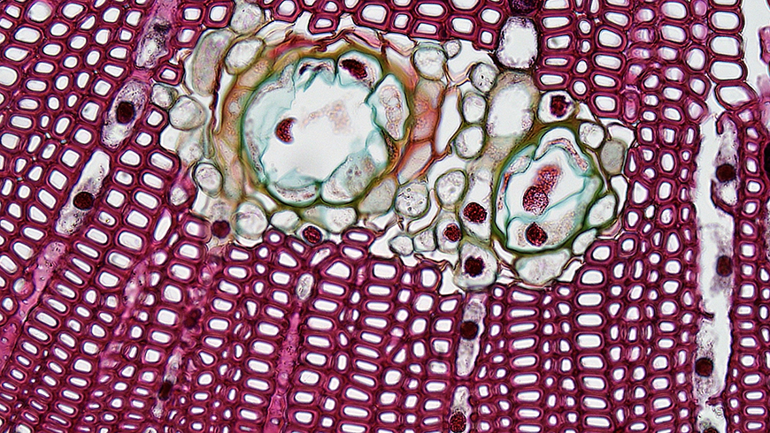 A close up of a plant cell.