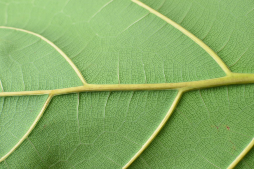 A close up image of a green leaf.