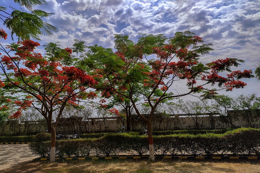 A tree with red flowers in front of a cloudy sky.