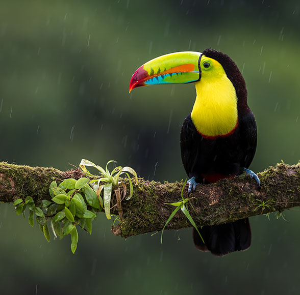 A toucan sitting on a branch in the rain.