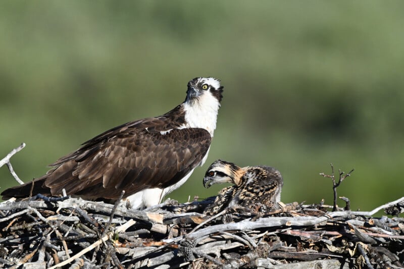 An osprey is sitting on top of a nest.