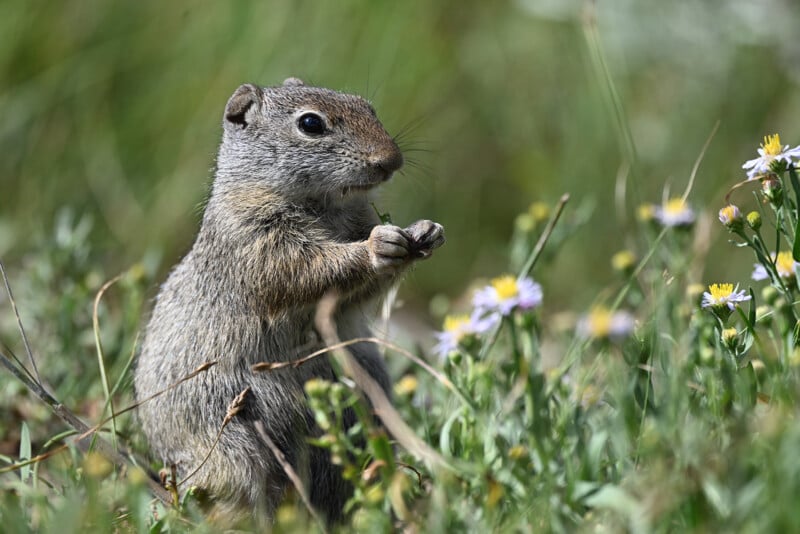 A ground squirrel standing in a field of wildflowers.