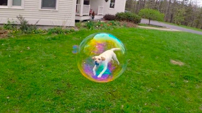 A dog is playing with a bubble in the yard.