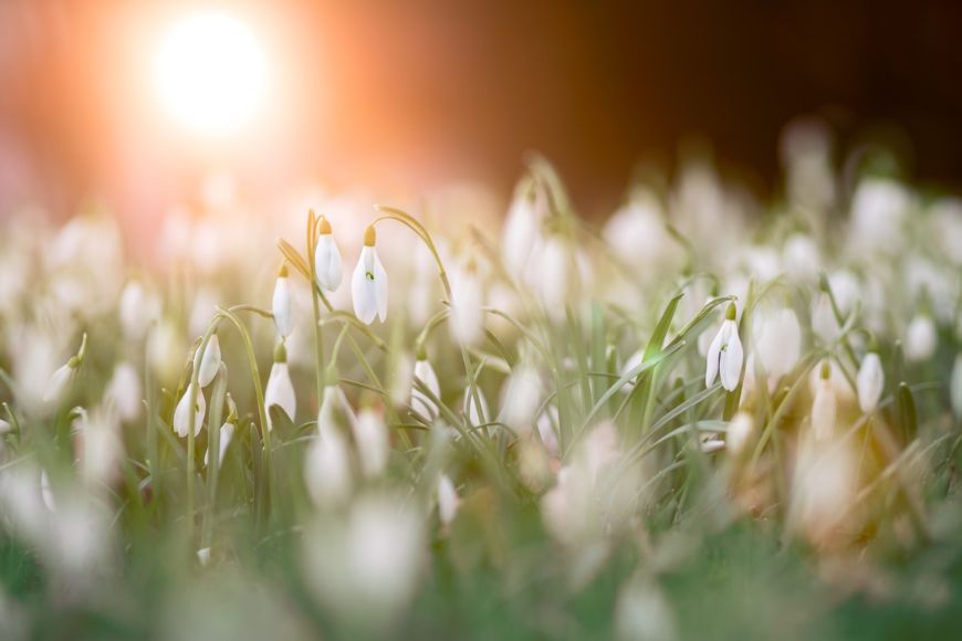 Snowdrops in a field with the sun shining on them.