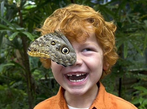 A young boy holding a butterfly on his face.
