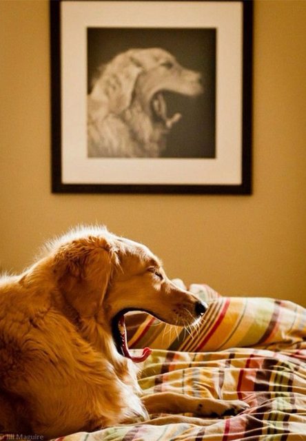 A golden retriever laying on a bed with a yawn.