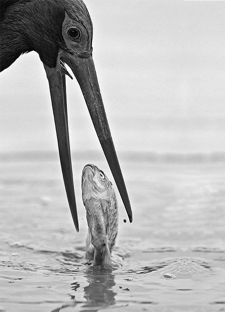 A black and white photo of a bird feeding a fish.