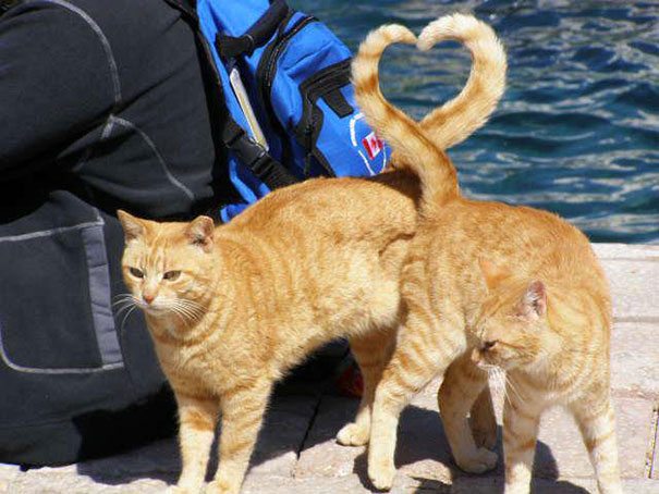 Two orange cats standing next to each other near a pool.