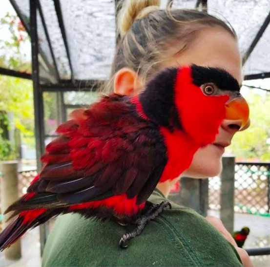 A woman with a red and black bird on her shoulder.