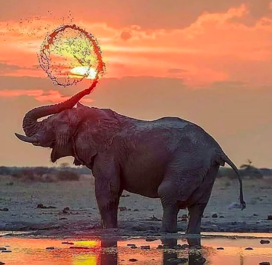 An elephant standing in the water with a water hose.