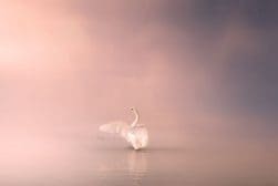 A white swan is floating in the water on a foggy day.