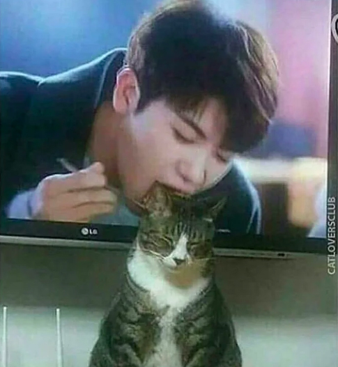 A cat sitting in front of a tv.
