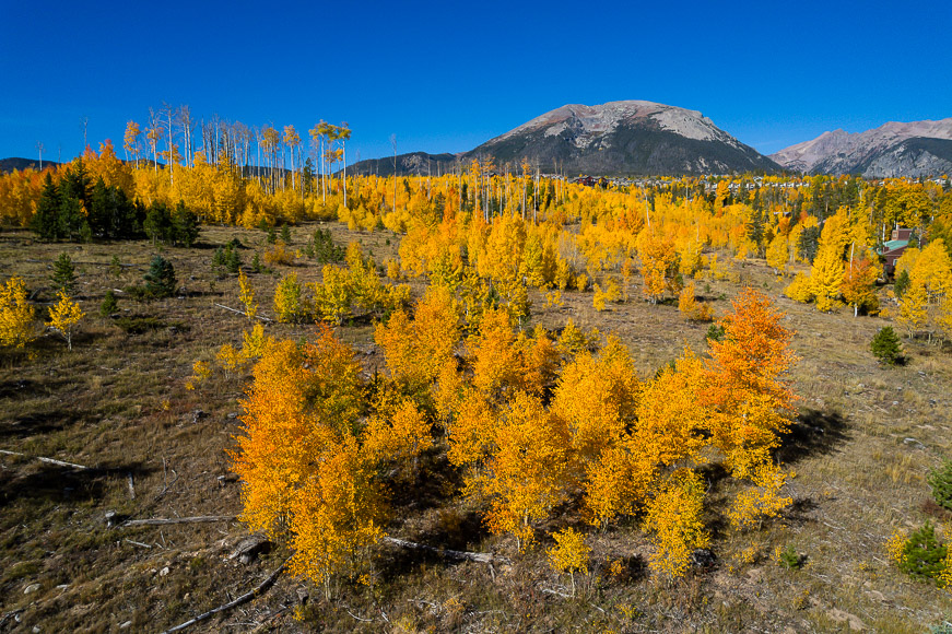 An aerial view of aspen trees in the fall.