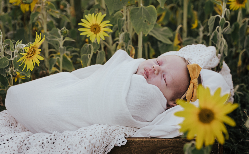 A baby girl is wrapped in a blanket in a field of sunflowers.
